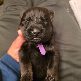Purple collar (Bucky) - Black and red male German Shepherd puppy in Hermitage, Pennsylvania from Shepherds of the Hundred Acres