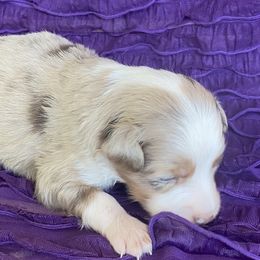 Boy 3 - Miniature Australian Shepherd puppy in Paris, Texas from Kuttin’ Up Mini Aussies