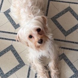 Lilah - Yorkshire Terrier