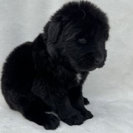 Newfoundland Puppies from Noble Newfoundlands