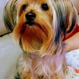 Yorkshire Terriers from Yorkies of the Midwest