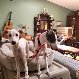 "The day that started it all" Whippet All Grown Up from Cheshire Whippets