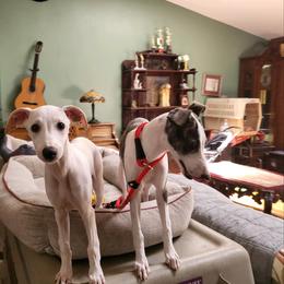 "The day that started it all" Whippet All Grown Up from Cheshire Whippets