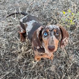 Whiskey - Dachshund