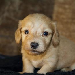 Brooks - Cream male Dachshund puppy in Midland, Texas from The Barefield Doxies