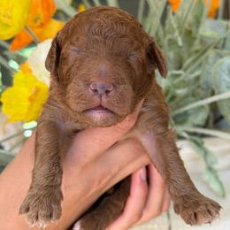 Maverk - Red  male Goldendoodle puppy in Yuciapa, California from AlltheDoodlez_