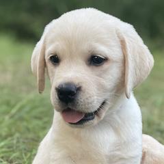 Labrador Retrievers from Iris Aisling Labradors