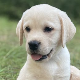 Labrador Retrievers from Iris Aisling Labradors