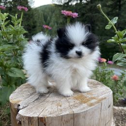 Companion Cross, French Bulldog, Goldendoodle, Pomeranian, and Yorkshire Terrier Puppies from Dbos Furry Friends