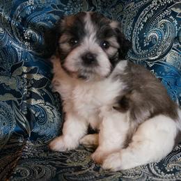 Havanese Puppies from Artwyrks Havanese