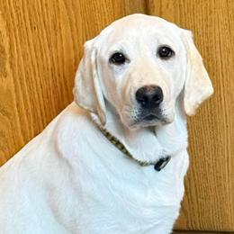 Ruger - Yellow male Labrador Retriever puppy in Worland, Wyoming from Wind River Labrador’s