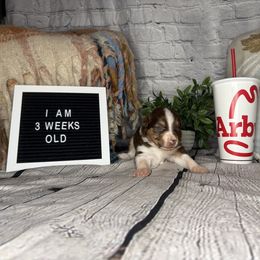 ARBY - Red tri male Miniature Australian Shepherd puppy in Peoria, Arizona from B My Sunshines Mini Aussies