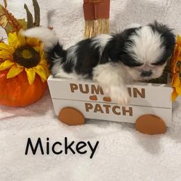 Mickey - Black and white male Shih Tzu puppy in Bauxite, Arkansas from TnT Shih Tzu