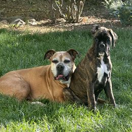 Boxer Puppies from Von Royal Dell’Infinite