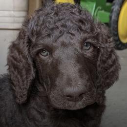 Poodles from Thistle Patch Poodles