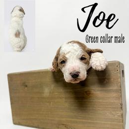 Joe - Parti male Goldendoodle puppy in Taylorsville, North Carolina from Doggone Dixie Doodles