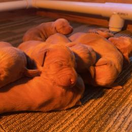Boy 2 - Golden rust male Vizsla puppy in Riverview, Indiana from Kismet Vizslas
