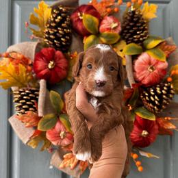 Boy 2 - Red  male Goldendoodle puppy in Elk Grove, California from Doodles by Faith