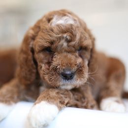 Eva - Apricot female Goldendoodle puppy in Stevens, Pennsylvania from Derek & Alexia Martin puppies