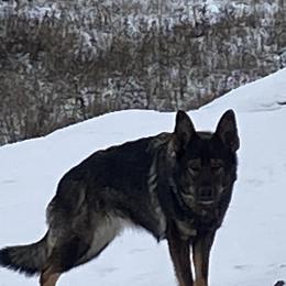 German Shepherd All Grown Up from Angelina Johnson