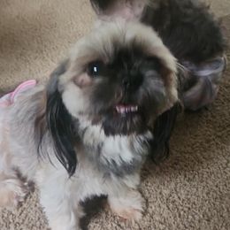 Gracie - Shih Tzu
