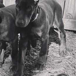 Doberman Pinscher Puppies from Von Schaaf Haus DuPree