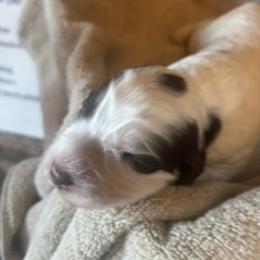 English Springer Spaniel Puppies from Gunner Spaniel