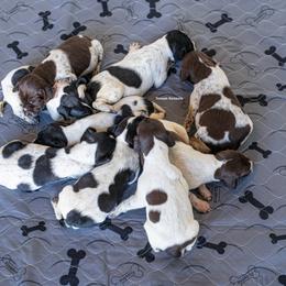 German Shorthaired Pointer and Vizsla Puppies from Nosam Kennels