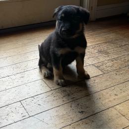 Kane - Black and tan male German Shepherd puppy in Spring Grove, Pennsylvania from Keystone German Shepards