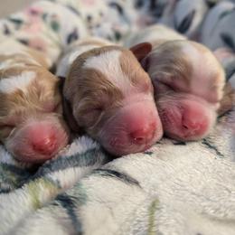 White 3 - Blenheim female Cavapoo puppy in Truckee, California from Heavenly Goldendoodles