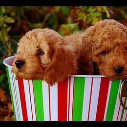 Goldendoodle Puppies from Abidoodles