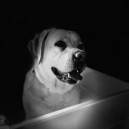 Labrador Retrievers from Mountain Breeze Labradors