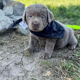 Tide - Silver male Dilute Retriever puppy in Baldwin City, Kansas from Hedge Lane Labradors