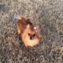 Roxy Ro - Pomeranian