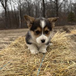 U-3.   Cheddar - Black and tan male Pembroke Welsh Corgi puppy in Sanford, Michigan from Tambali Pembroke Welsh Corgis