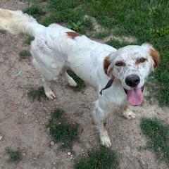Tony - English Setter