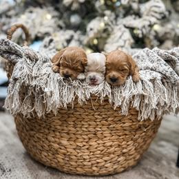 Goldendoodle puppies from Pawsitively Perfect Pup Co.