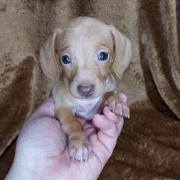 BELLA - Chocolate and tan female Dachshund puppy in Swink, Oklahoma from Palali Farm