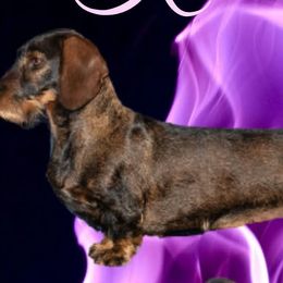 Dachshunds from Jennifer's Dachshunds