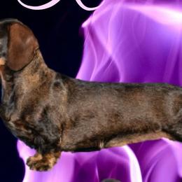 Dachshunds from Jennifer's Dachshunds