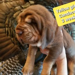 Bloodhound Puppies from KRC Ozark Mountain Bloodhounds