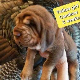 Bloodhound Puppies from KRC Ozark Mountain Bloodhounds