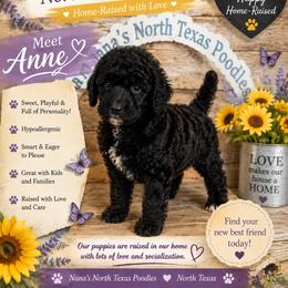 Ann - Black female Poodle puppy in Joshua, Texas from Nana’s North Texas Poodles