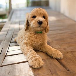 Willow - Cream female Goldendoodle puppy in Macclenny, Florida from Baker County Goldendoodles