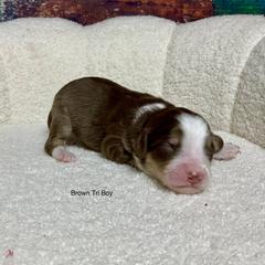 Brown tri - male Australian Mountain Doodle puppy in Blue Springs, Missouri from Jeanie’s Doodles
