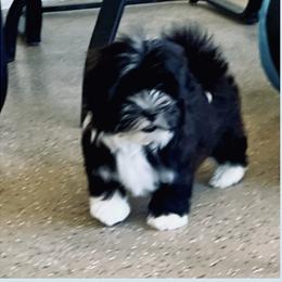 Parker - Havanese