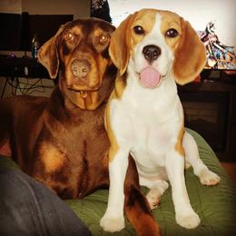 Beagle and Doberman Pinscher All Grown Up from StillCreek