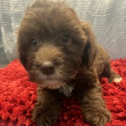 Puppy 3 - Brown female Whoodle puppy in Corinth, Maine from Whoodles of Maine