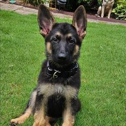Boy 1 Blue - Black and tan male German Shepherd puppy in Rome, Georgia from Patriot Shepherds