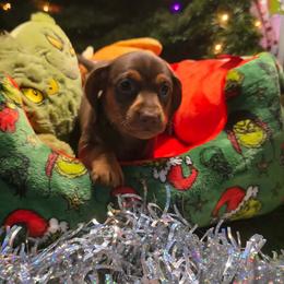 Buttercup - Chocolate and tan female Dachshund puppy in Florida from Doxie Rugrats
